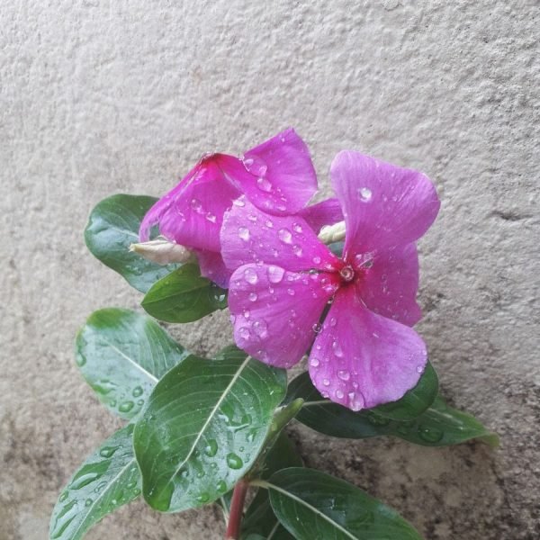 buy Madagascar Periwinkle Plant online from www.wildroots.in