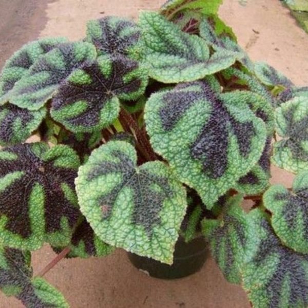 buy Iron Cross Begonia Plant online from www.wildroots.in