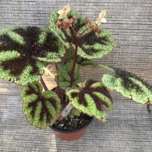 buy Iron Cross Begonia Plant online from www.wildroots.in