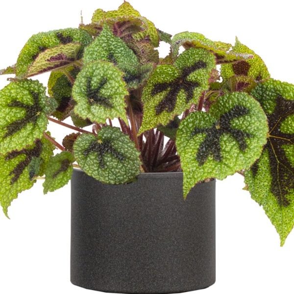 buy Iron Cross Begonia Plant online from www.wildroots.in