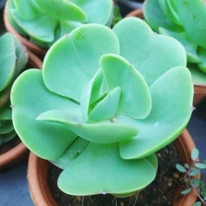 buy Echeveria Green Spoon online from www.wildroots.in