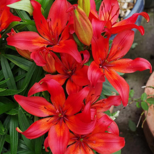 Buy lily plant online from www.wildroots.in