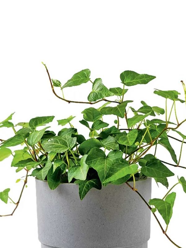 Buy English Ivy online from www.wildroots.in