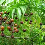 buy Rudraksha Plant online from www.wildroots.in