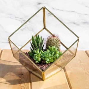 Tilted cube glass terrarium