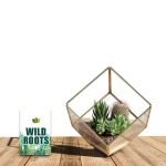 tilted cube glass terrarium