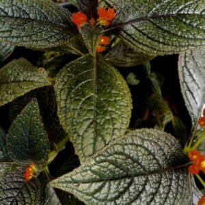 Chrysothemis pulchella, Black Flamingo, Sunset Bells – Plant – Wild Roots