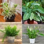 Mood Booster Plant Bundle