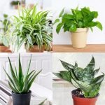 Table Top Plant Bundle for Study Room