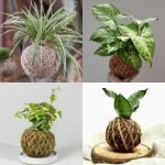 kokedama moss ball plant bundle