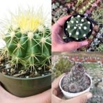 top 3 cactus plant bundle