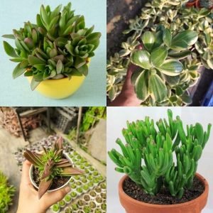 Buy Plants Online 