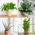 Bathroom plant bundle