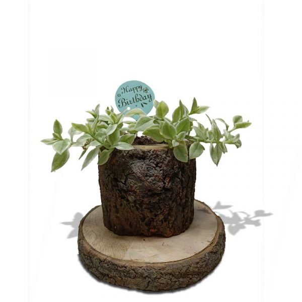 Wooden planter table top Gift - Image 2