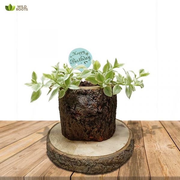 Wooden planter table top Gift