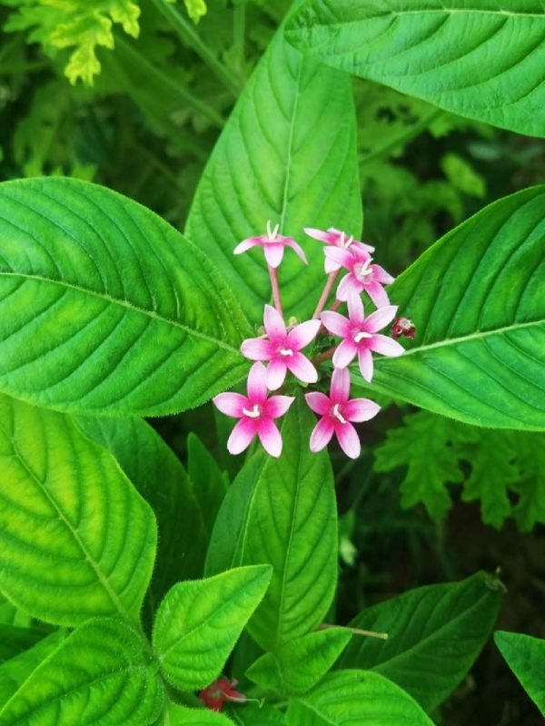 Pentas lanceolata