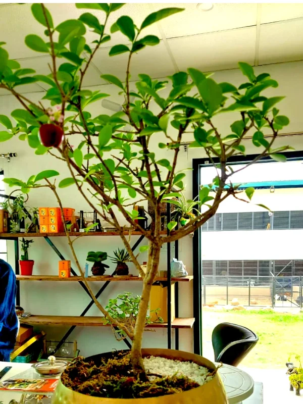 Malpighia glabra, Barbados Cherry, Wild Crape-Myrtle- Bonsai