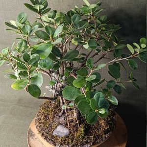 Ficus microcarpa bonsai