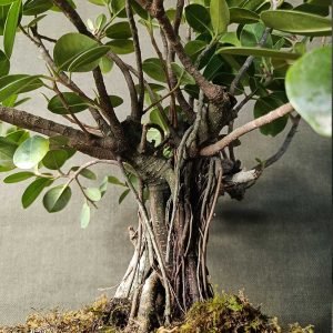 Ficus microcarpa bonsai