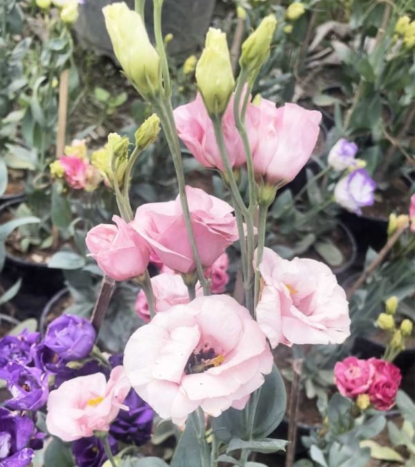 Prairie Gentian, lisianthus- Plant (Any Colour)