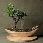 Ficus microcarpa in a wooden ship-shaped pot