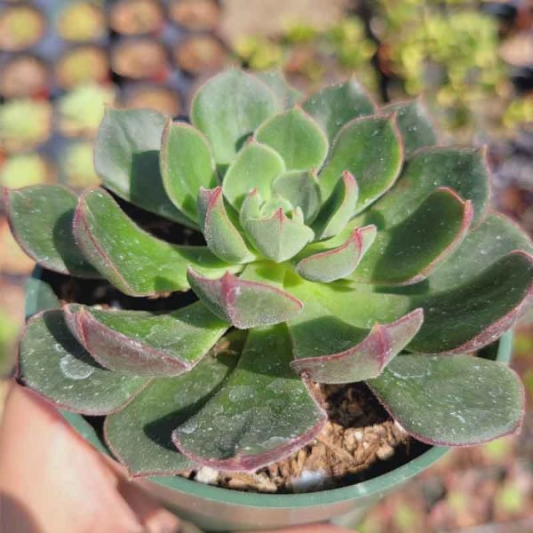 Echeveria "Joan Daniel"- Succulent Plant