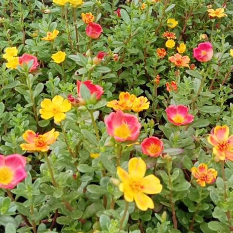 Wingpod Purslane, Portulaca umbraticola- Plant (Any colour) | Wild Roots