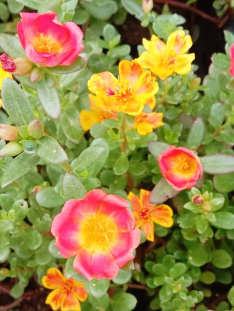 Wingpod Purslane, Portulaca umbraticola- Plant (Any colour) – Wild Roots