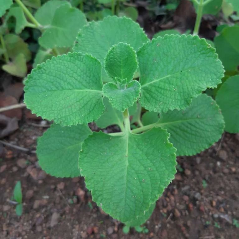 Coleus amboinicus, Patta Ajwain Plant Wild Roots