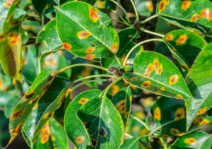 Leaf spots