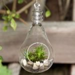 Bulb-Shaped Air Plant Glass Terrarium