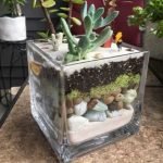 Square Glass Succulent Arrangement : 7.5 cm x 7.5 cm