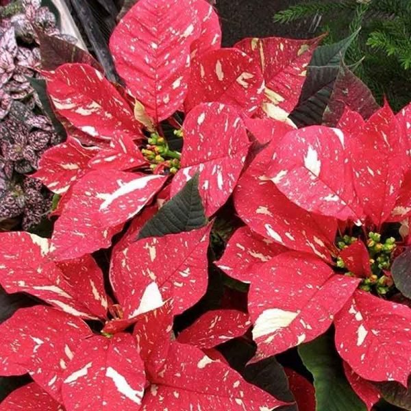 Poinsettia (White Dots)- Plant – Wild Roots