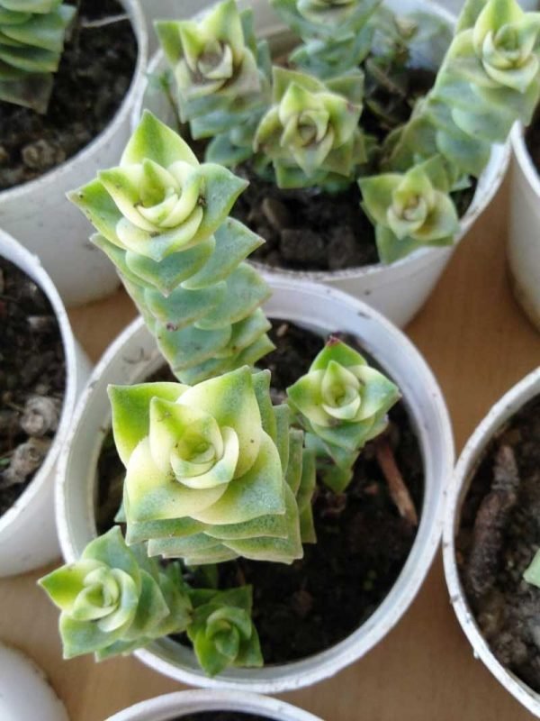 Crassula perforata Variegata – Succulent