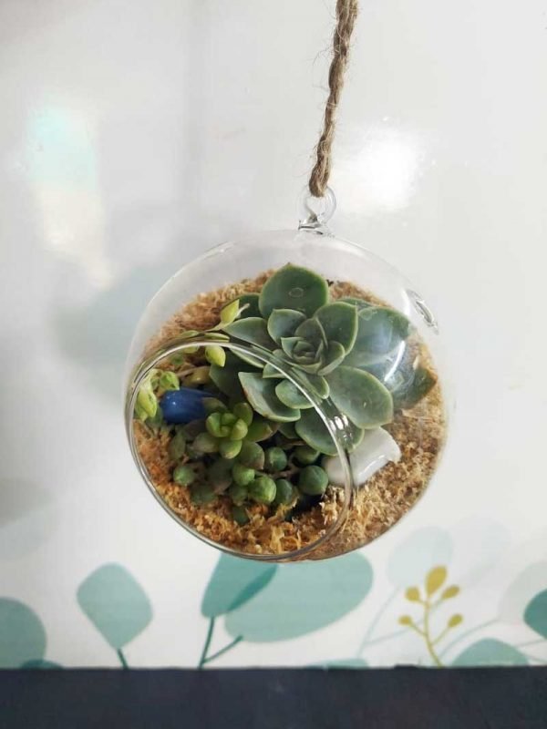 Hanging Round Glass Terrarium With Arrangement