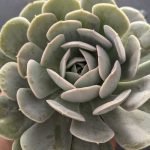 Echeveria Orion- Succulent