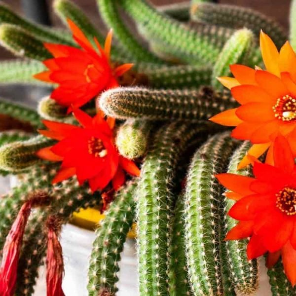 Echinopsis Chamaecereus, Peanut Cactus- Hanging Basket