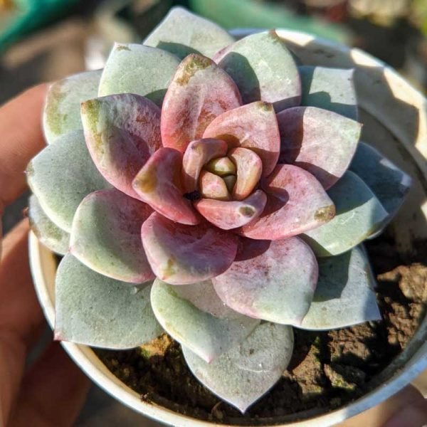 Echeveria 'German Champagne'- Succulent