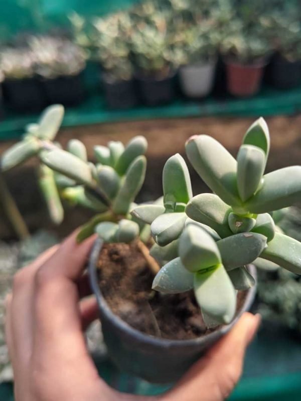 Corpuscularia lehmanni, Ice Plant- Succulent Plant