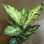 Dieffenbachia Tiger- Plant