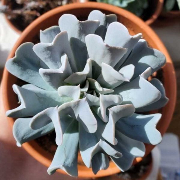 Echeveria 'Topsy Turvy'- Succulent