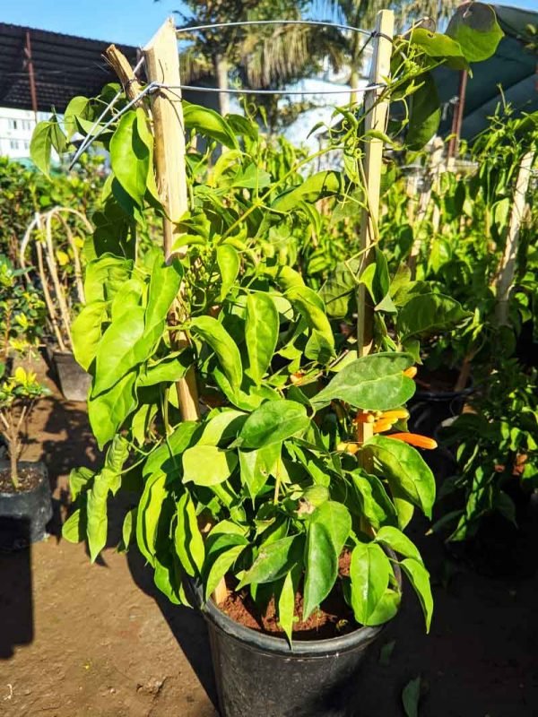 Trumpet Vine, Campsis radicans- Plant