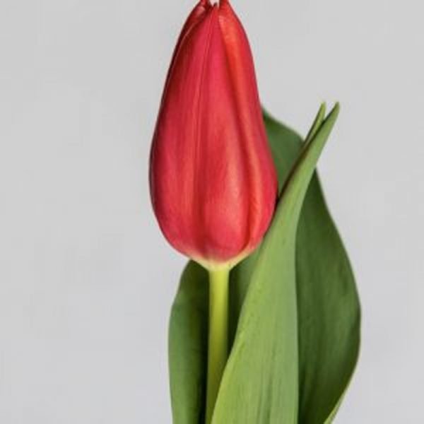 Tulipa Species, Tulip- Plant