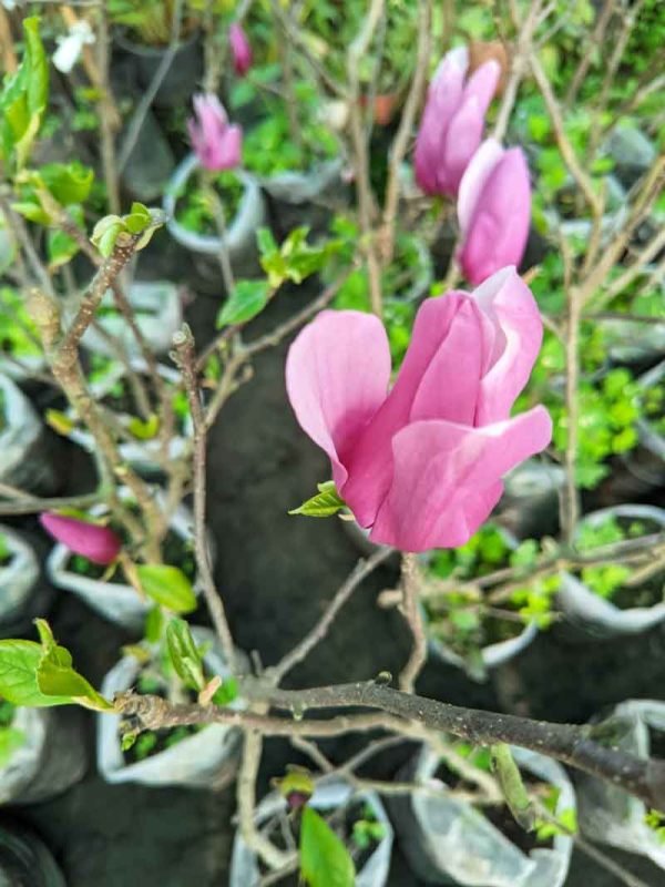 Magnolia liliiflora- Plant