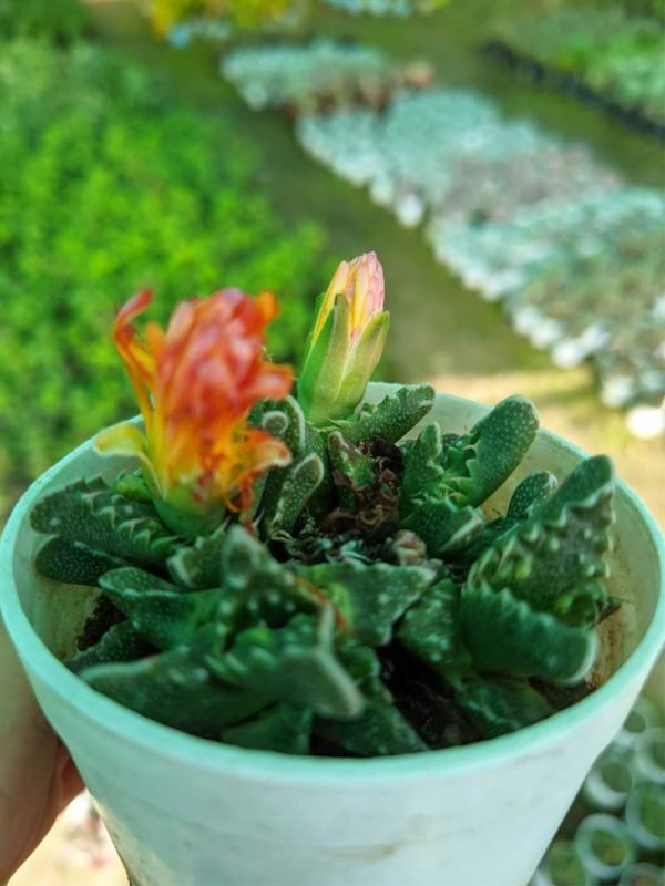 Faucaria Tigrina, Tiger Claw- Succulent