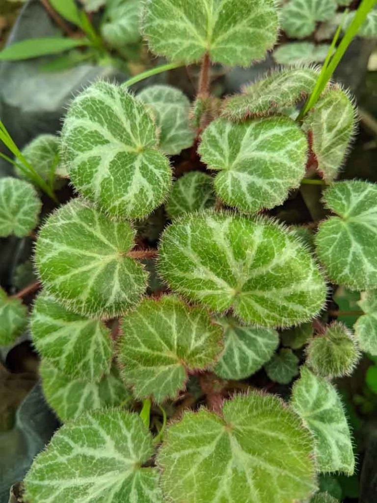 Strawberry begonia, Saxifraga stolonifera Plant Wild Roots