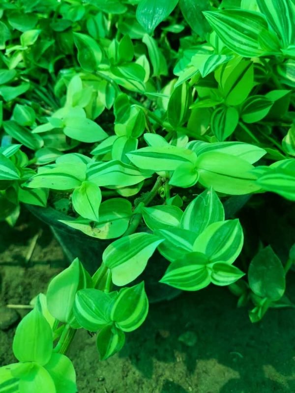 Tradescantia 'White zebra'- Plant