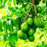 Amra, Indian Hog PLum (Spondias mombin)- Plant