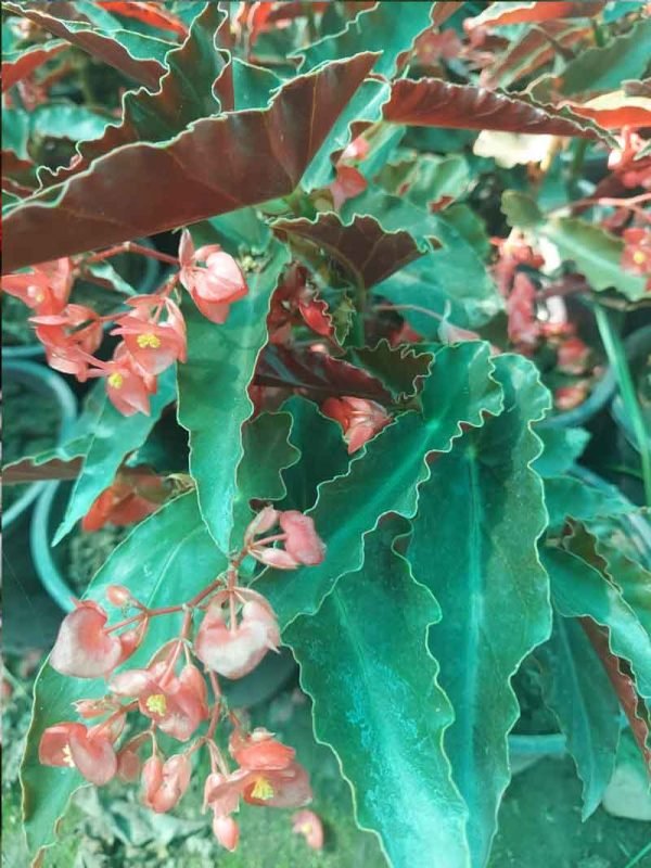 Begonia Angel Wing- Plant