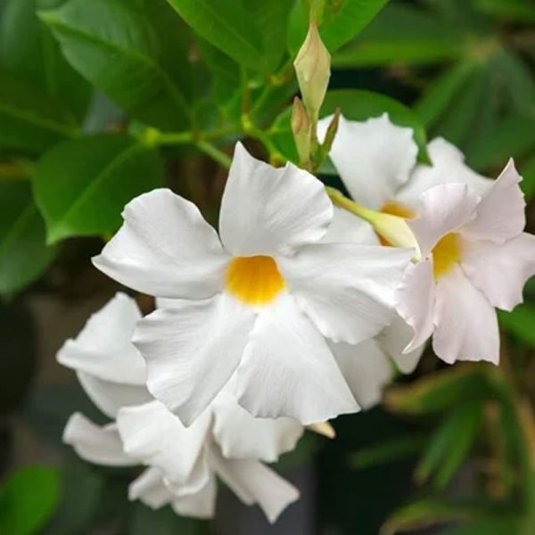 Mandevilla Species, Brazilian Jasmine- Plant